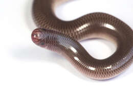 Image of Blackish Blind Snake
