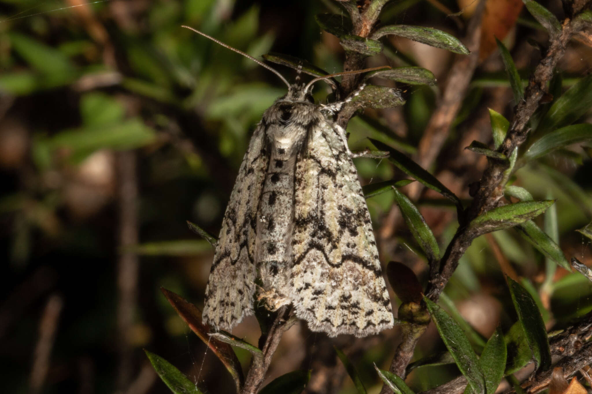 Image of forest semilooper