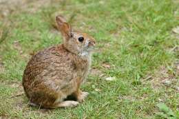 Image of New England Cottontail