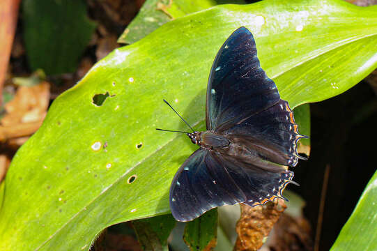 Image de Charaxes cedreatis Hewitson 1874