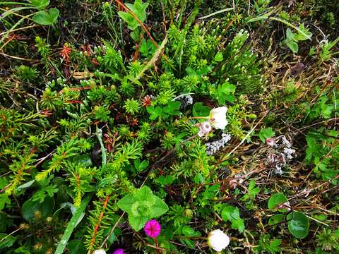 Image of Alpine Creeping-Cedar