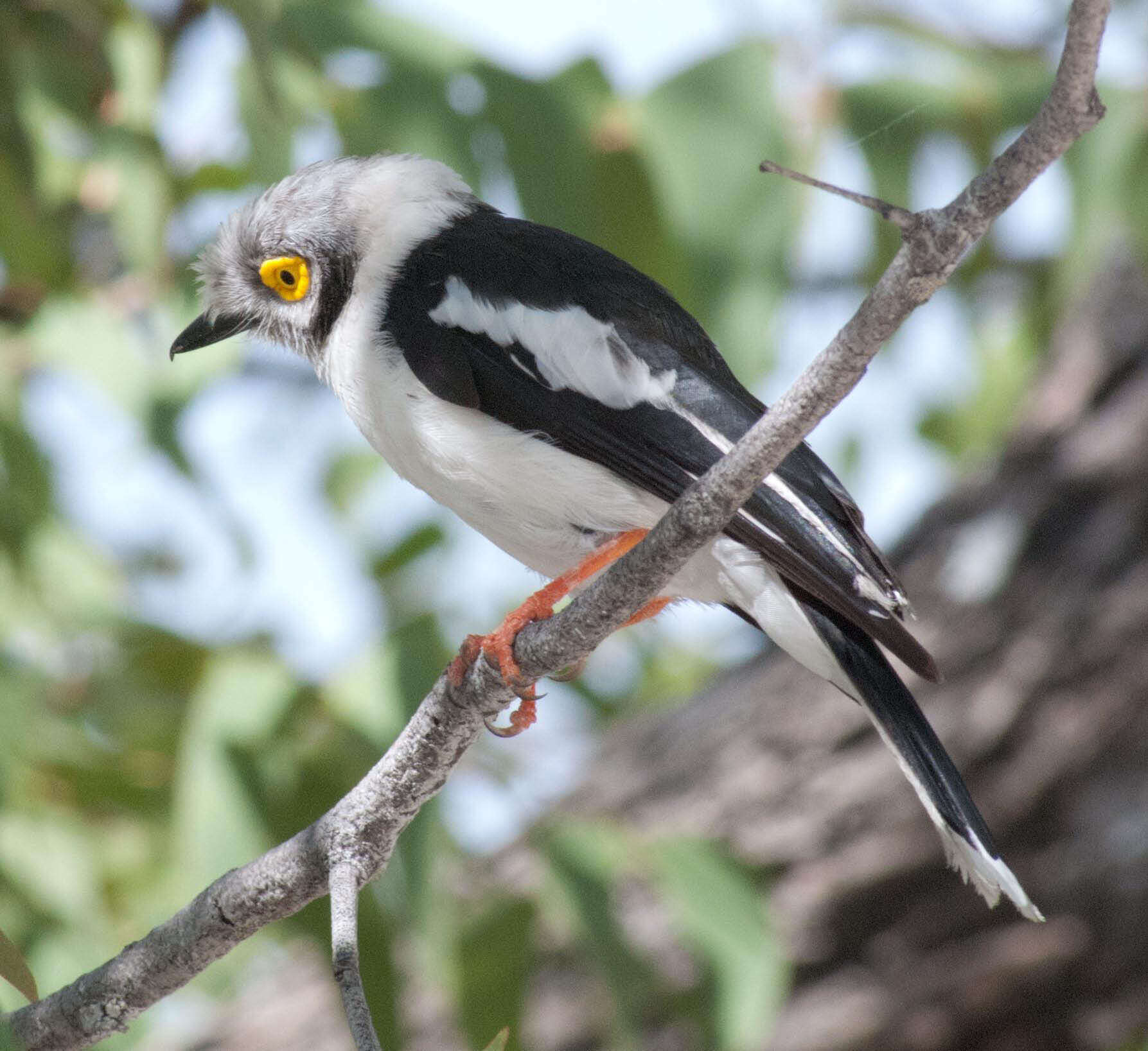 Image of White Helmet Shrike