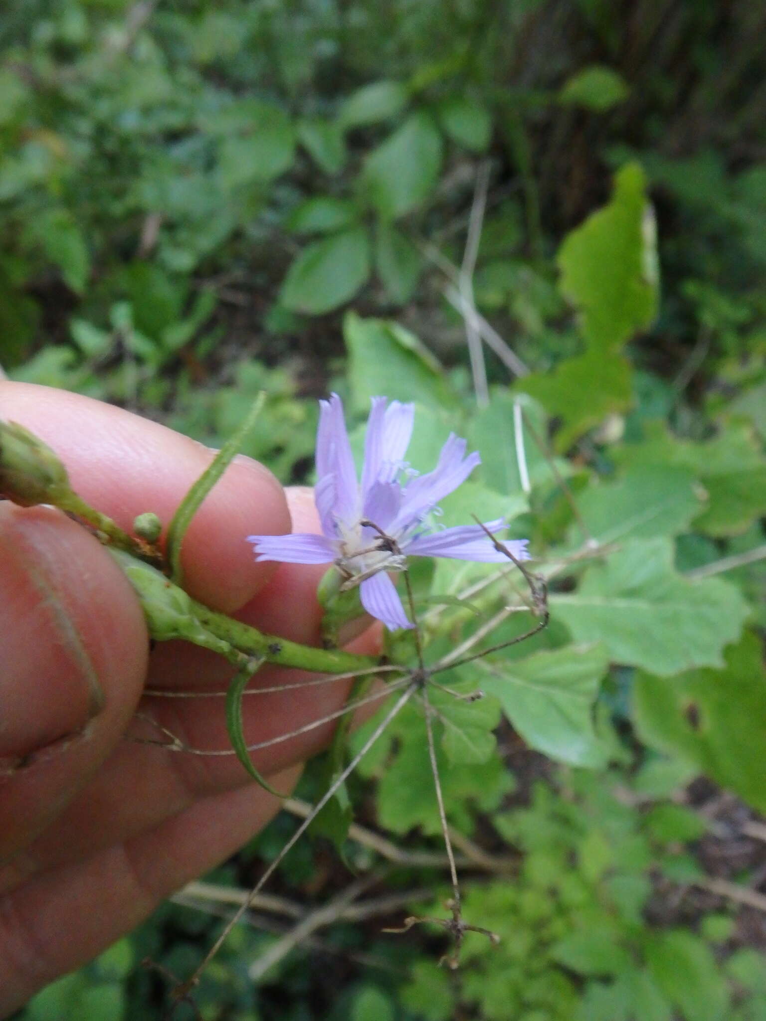 Слика од Cicerbita prenanthoides (M. Bieb.) Beauv.