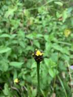 Image of Lax-Leaf Yellow-Eyed-Grass