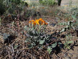 Image of flame ragwort