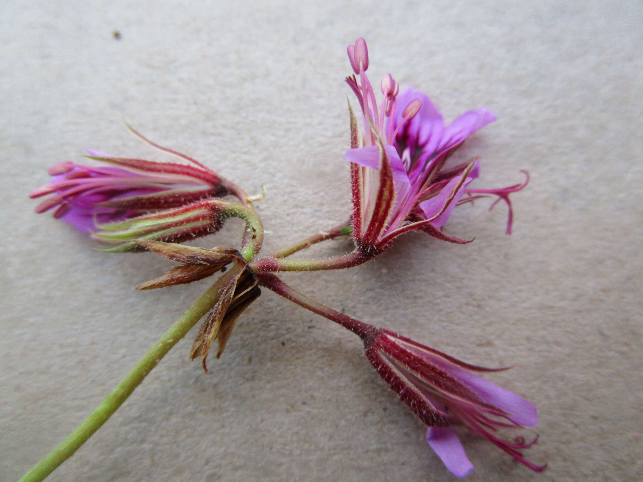 Image of Pelargonium multicaule Jacq.