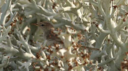 Image of Lantz's Brush-warbler