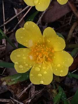 Image of native yellow purslane