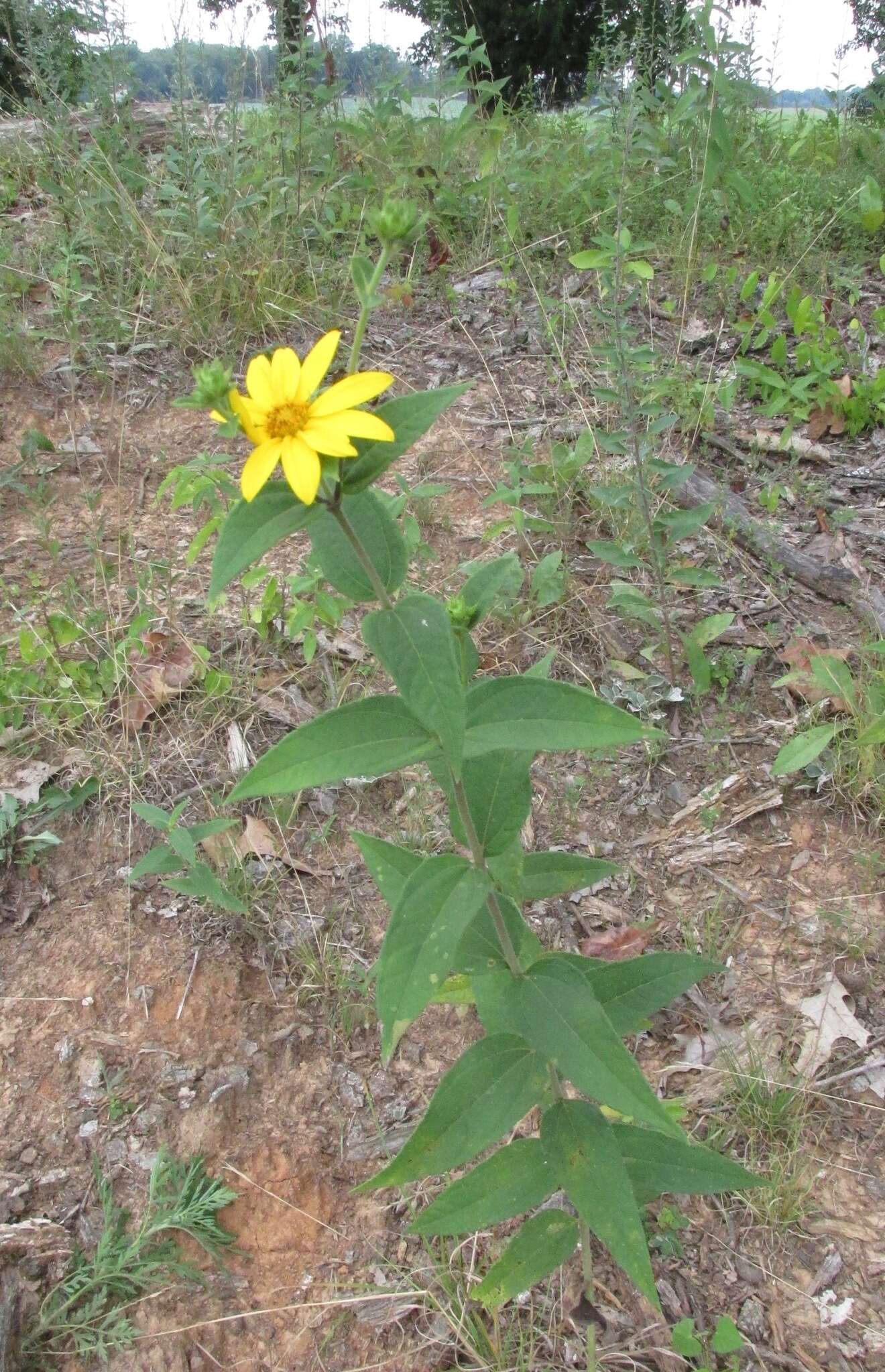 Слика од Helianthus hirsutus Rafin.