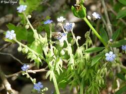 Image of Brunnera orientalis (Schenk) I. M. Johnst.