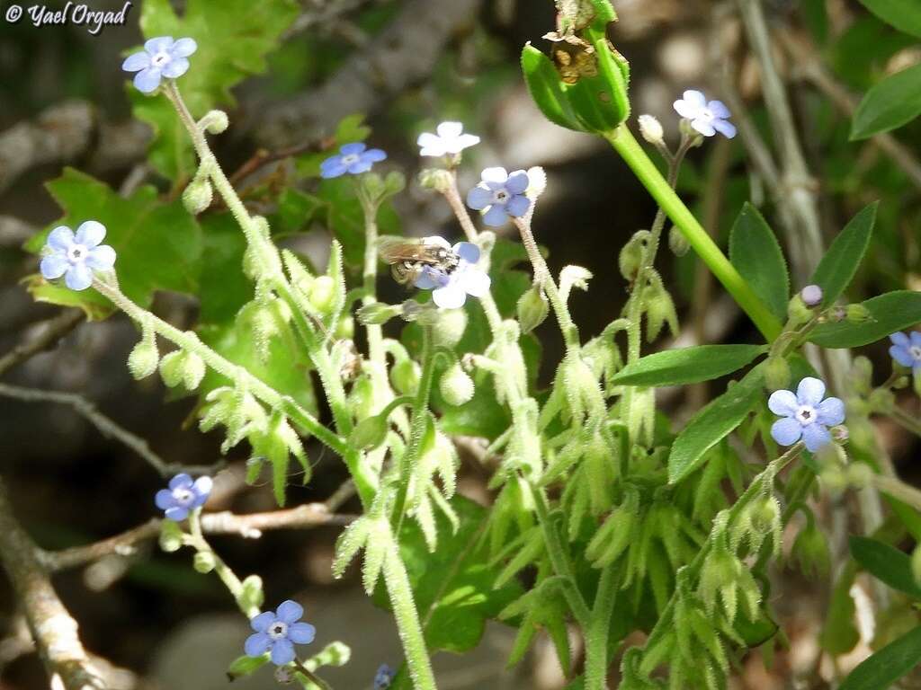 Plancia ëd Brunnera orientalis (Schenk) I. M. Johnst.