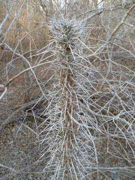 Image of Didierea madagascariensis Baill.