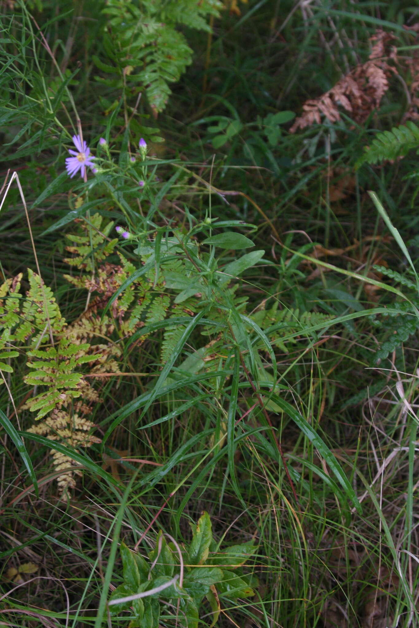 Image of Robyns' American-Aster