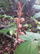 Image of Vreeland's coralroot