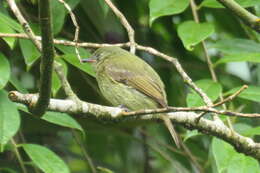 Image of Olive-striped Flycatcher