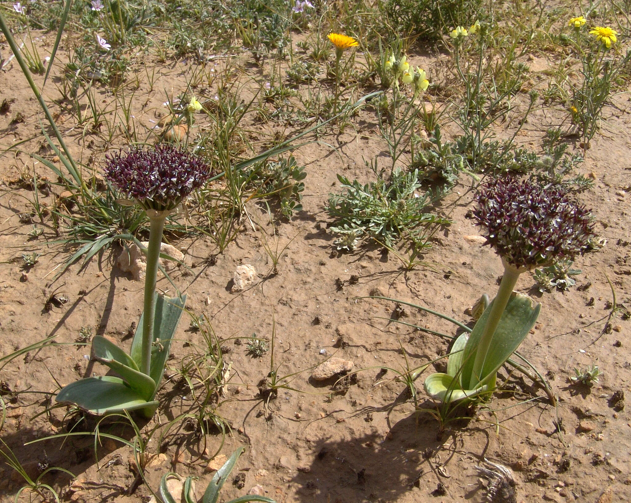 Image of Allium rothii Zucc.