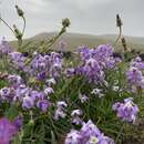 Matthiola bolleana subsp. viridis的圖片