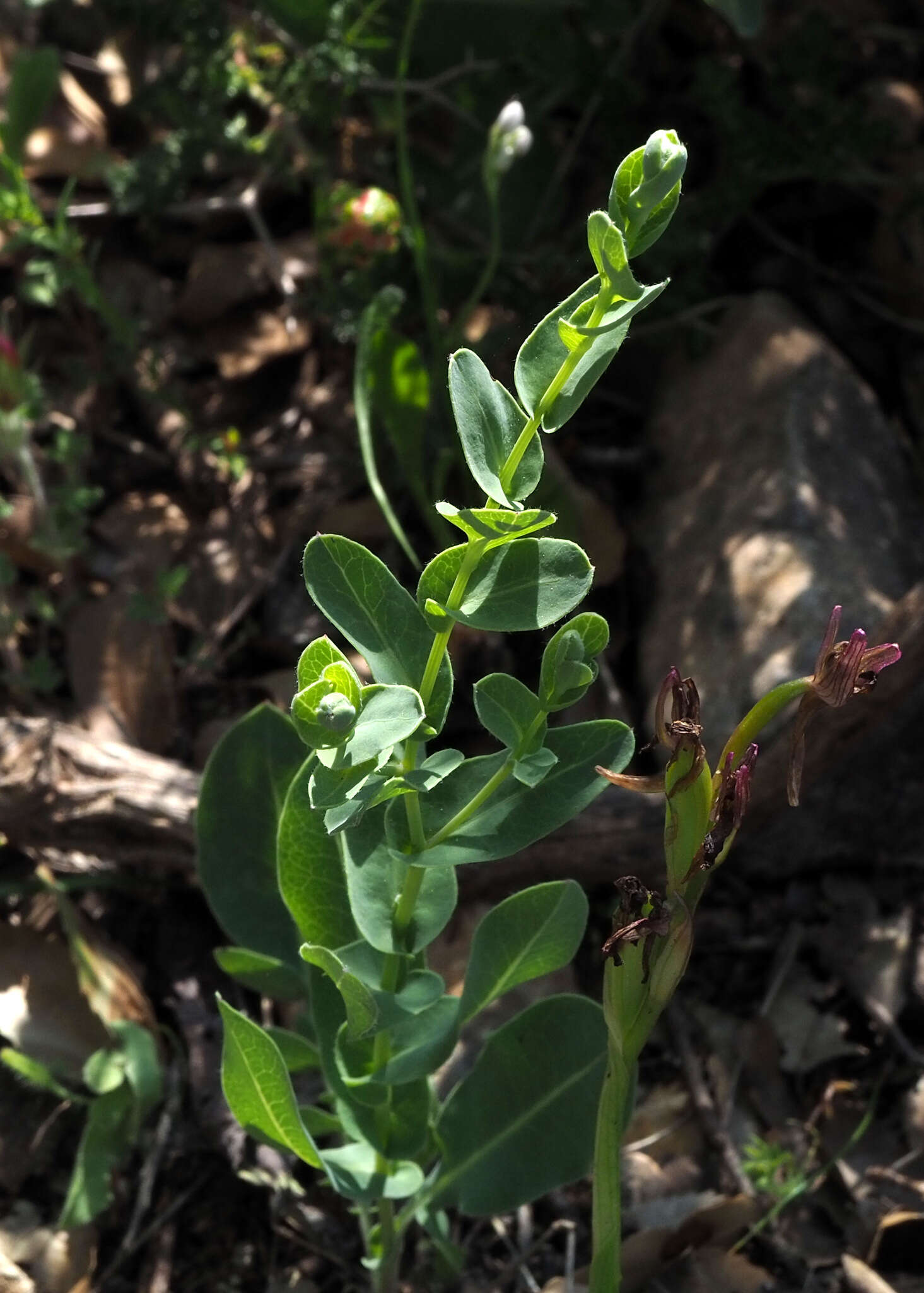 Image of Klasea cerinthifolia (Sm.) Greuter & Wagenitz