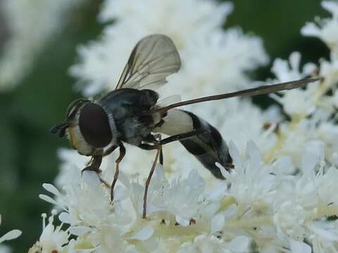 Leucozona xylotoides (Johnson 1916) resmi