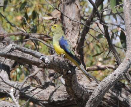 Image of Blue-winged Parrot