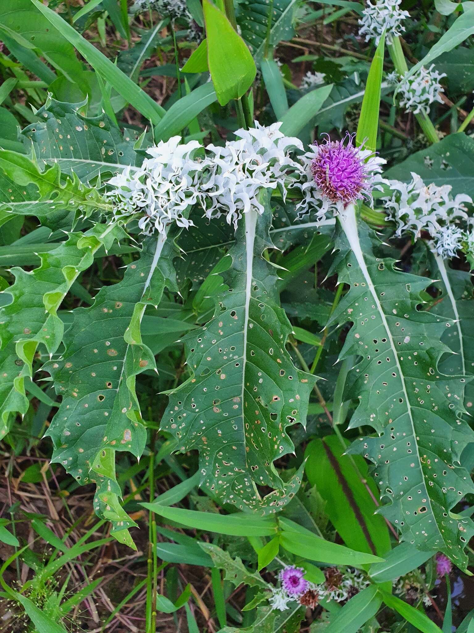 Слика од Pacourina edulis Aubl.