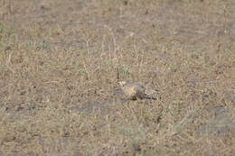 Image of Chestnut-bellied Sandgrouse