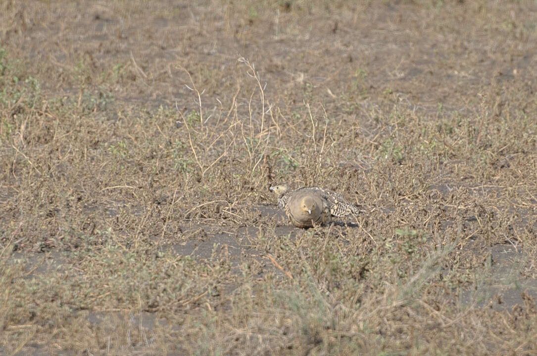 Image of Chestnut-bellied Sandgrouse