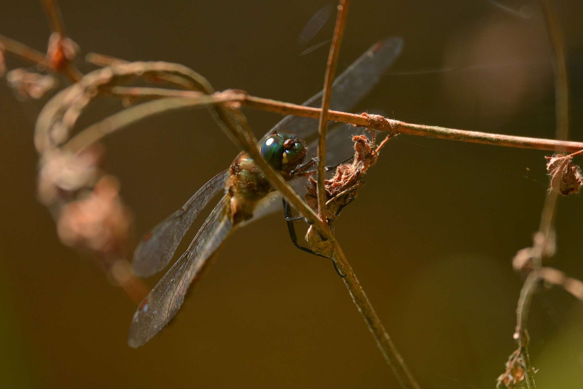 Image of Ranger Dragonfly