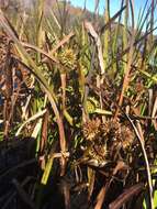 Image of American bur-reed