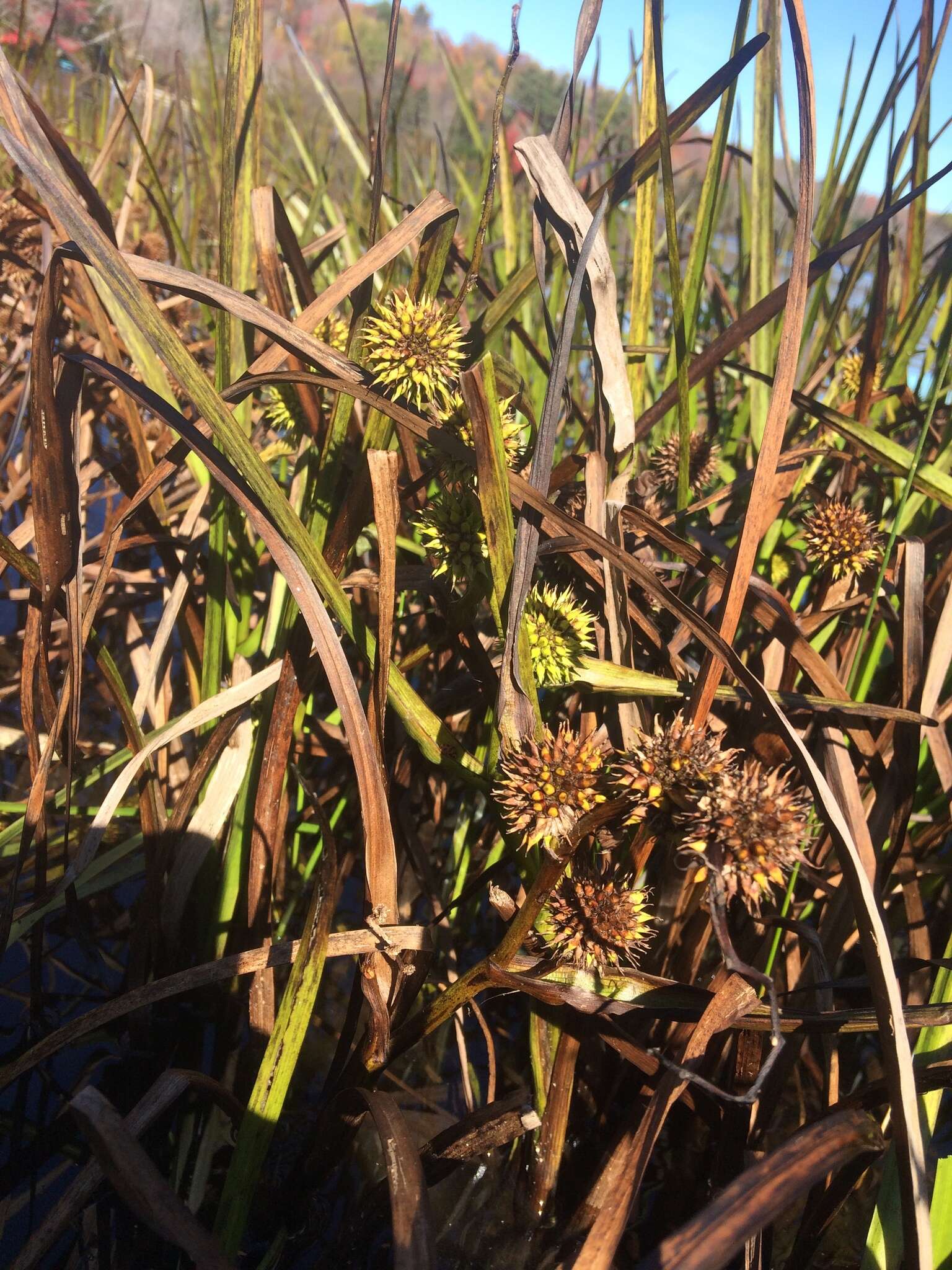 Image de Sparganium americanum Nutt.