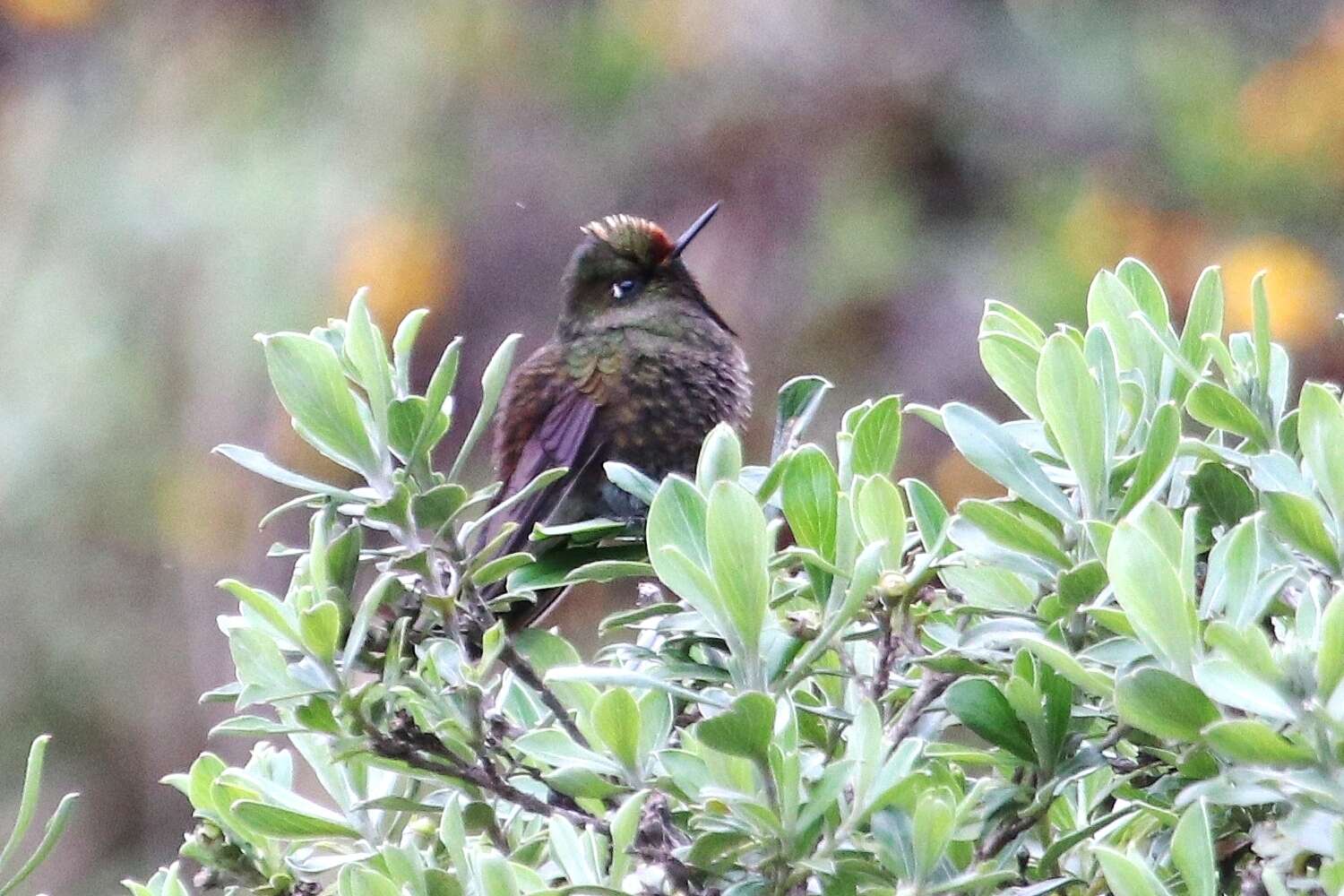 Image of Rainbow-bearded Thornbill