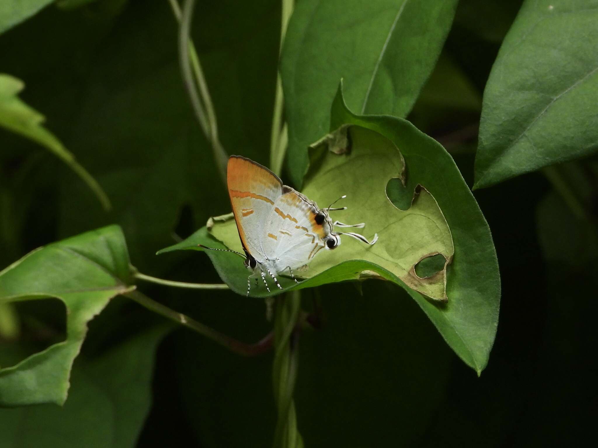 Слика од Hypolycaena thecloides (Felder 1860)