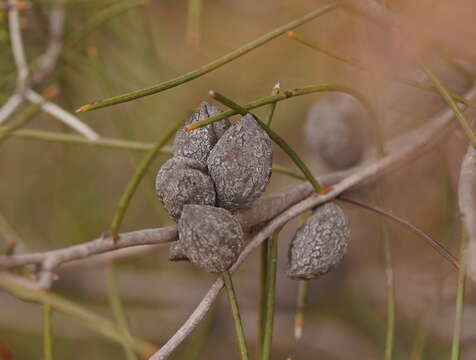 Image of Hakea mitchellii Meissn.