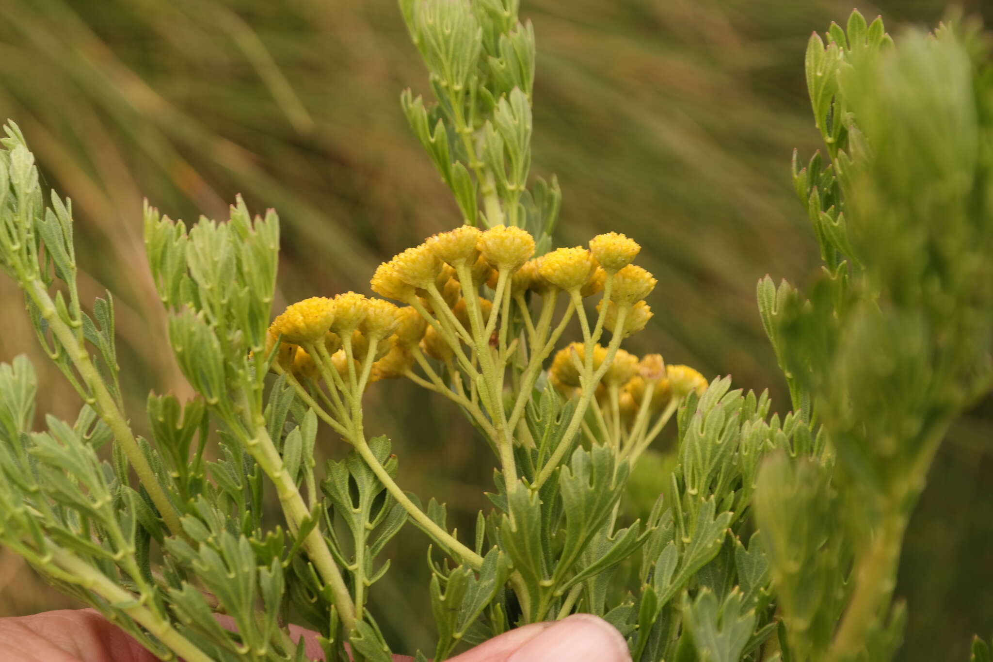 Слика од Schistostephium