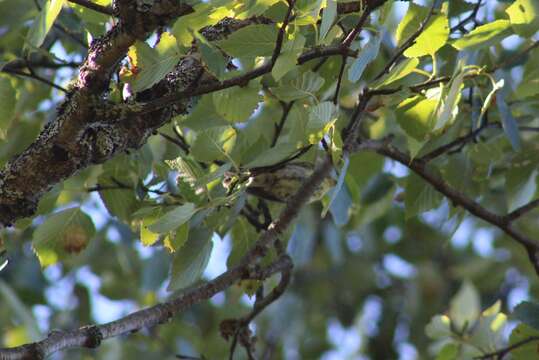 Image of Cape May Warbler