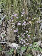 Image of island boronia