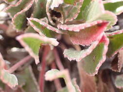 Image of Pelargonium ovale (Burm. fil.) L'Her.