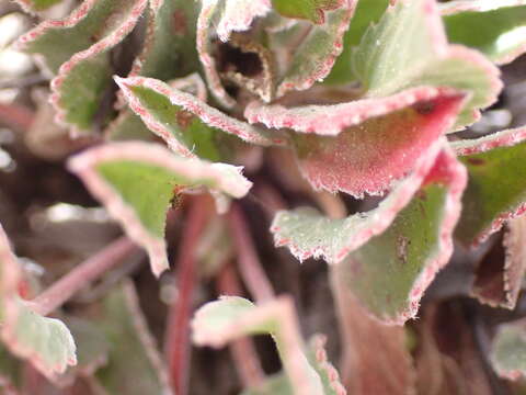 Image of Pelargonium ovale (Burm. fil.) L'Her.