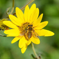 Image of Megachile fortis Cresson 1872