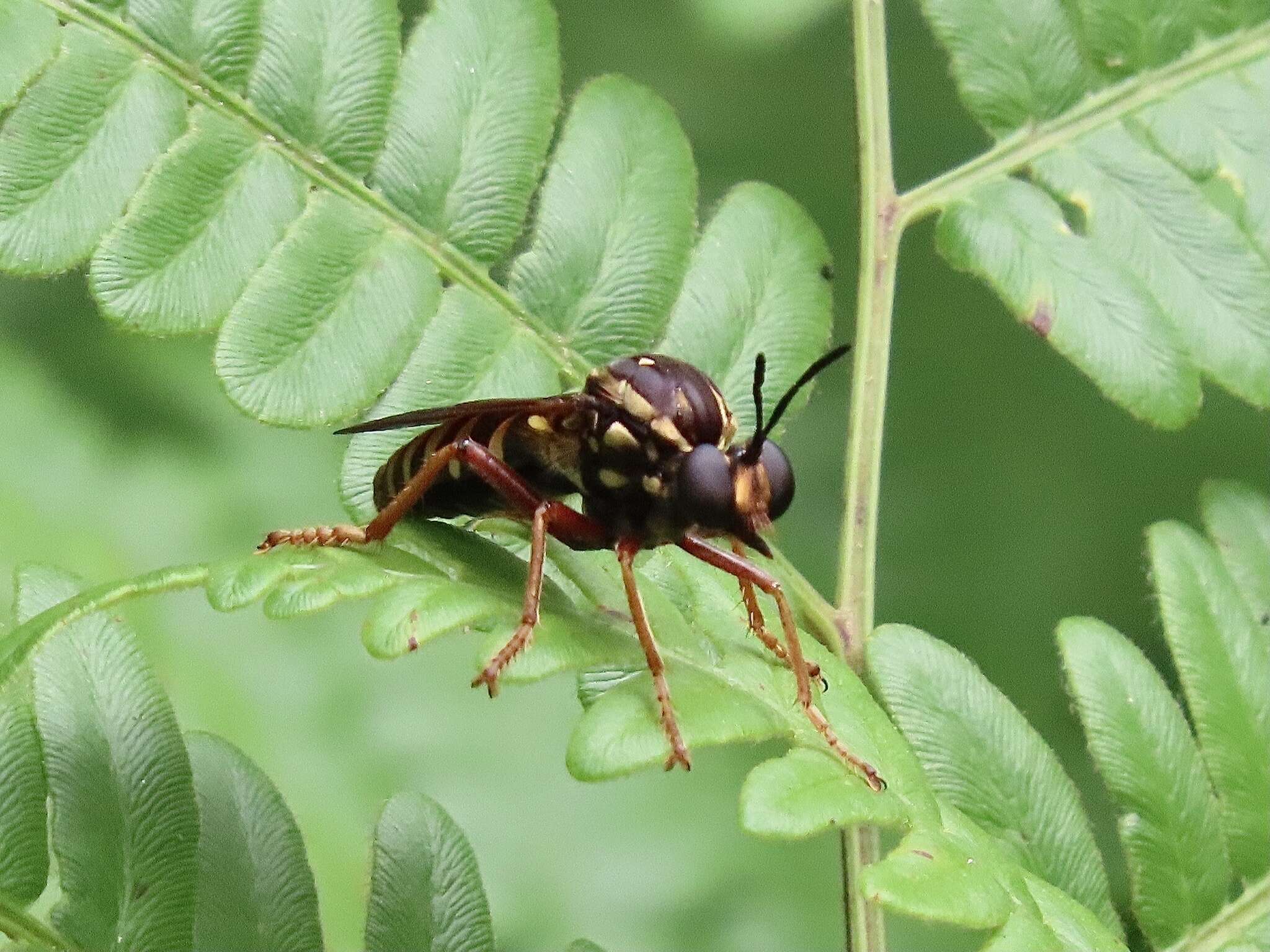 Image of Ceraturgus cruciatus (Say 1823)