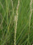 Image of seashore dropseed