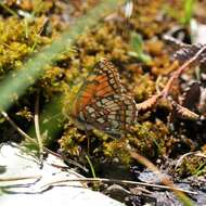 Image of Rockslide Checkerspot