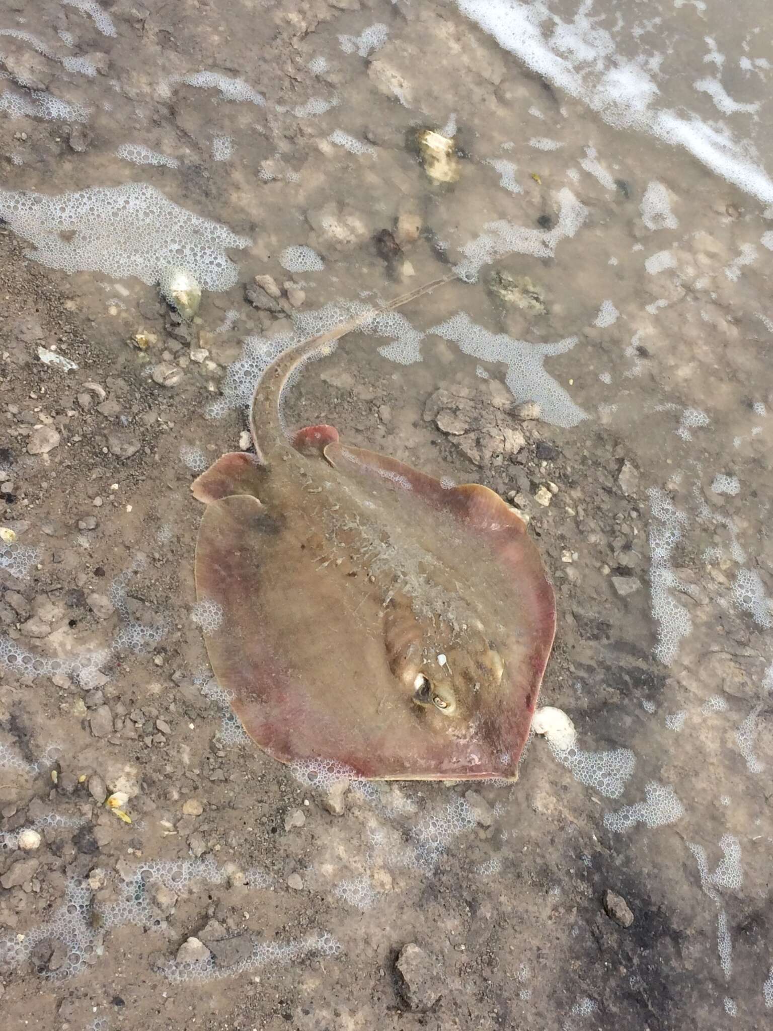 Image of Atlantic Stingray