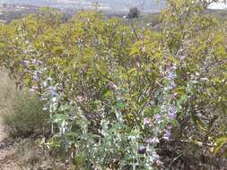 Image of Penstemon spectabilis var. spectabilis