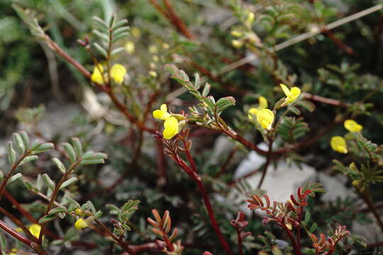 Image of Hippocrepis ciliata Willd.