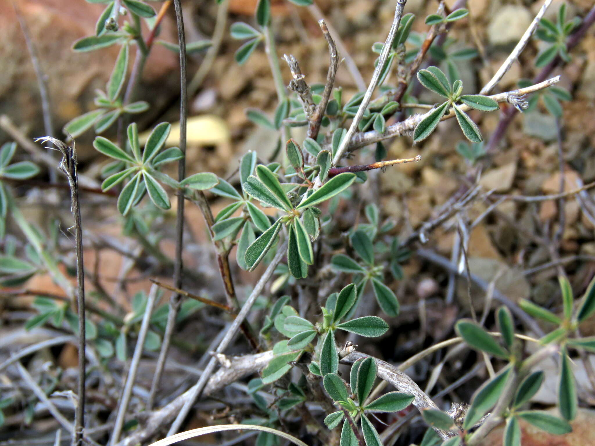 Image of Indigofera sessilifolia DC.