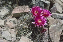 Image of Echinopsis obrepanda (Salm-Dyck) K. Schum.