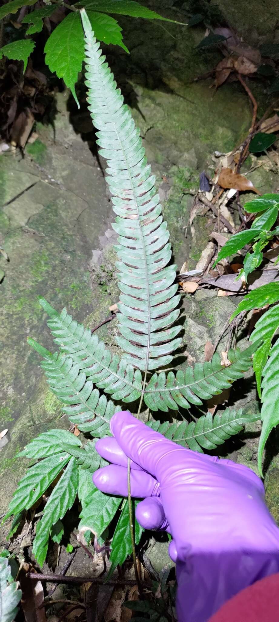 Imagem de Pteris aspericaulis Wall. ex Ag.