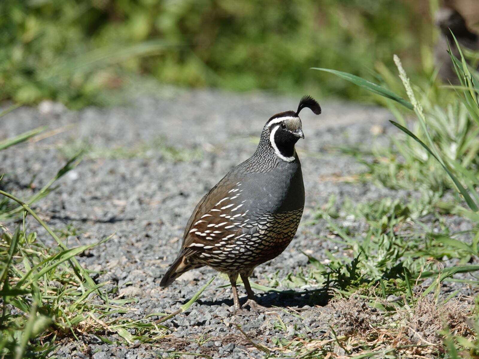 Image of Callipepla californica brunnescens (Ridgway 1884)