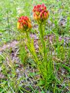 Image of Ceratandra grandiflora Lindl.